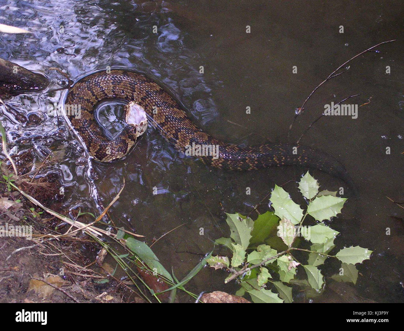 Wasser Mokassin cottonmouth Agkistrodon piscivorus giftige Schlange Stockfoto