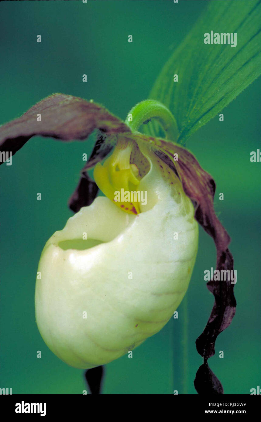 Weißer Burgunder orchidee Blüte cypripedium kentuckiense Stockfoto