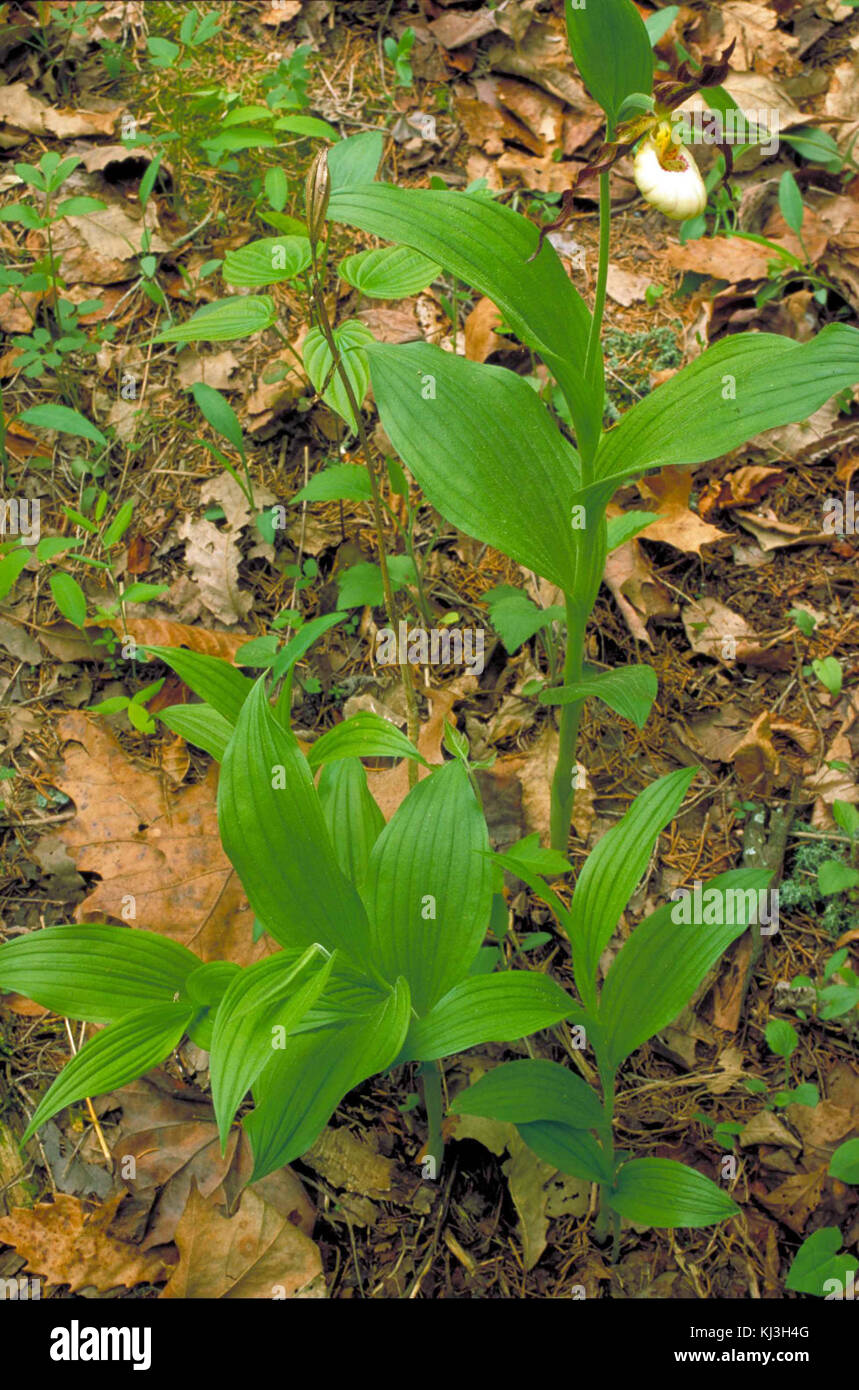 Weiße Orchidee blühen auf pflanzlichen Stammzellen Stockfoto
