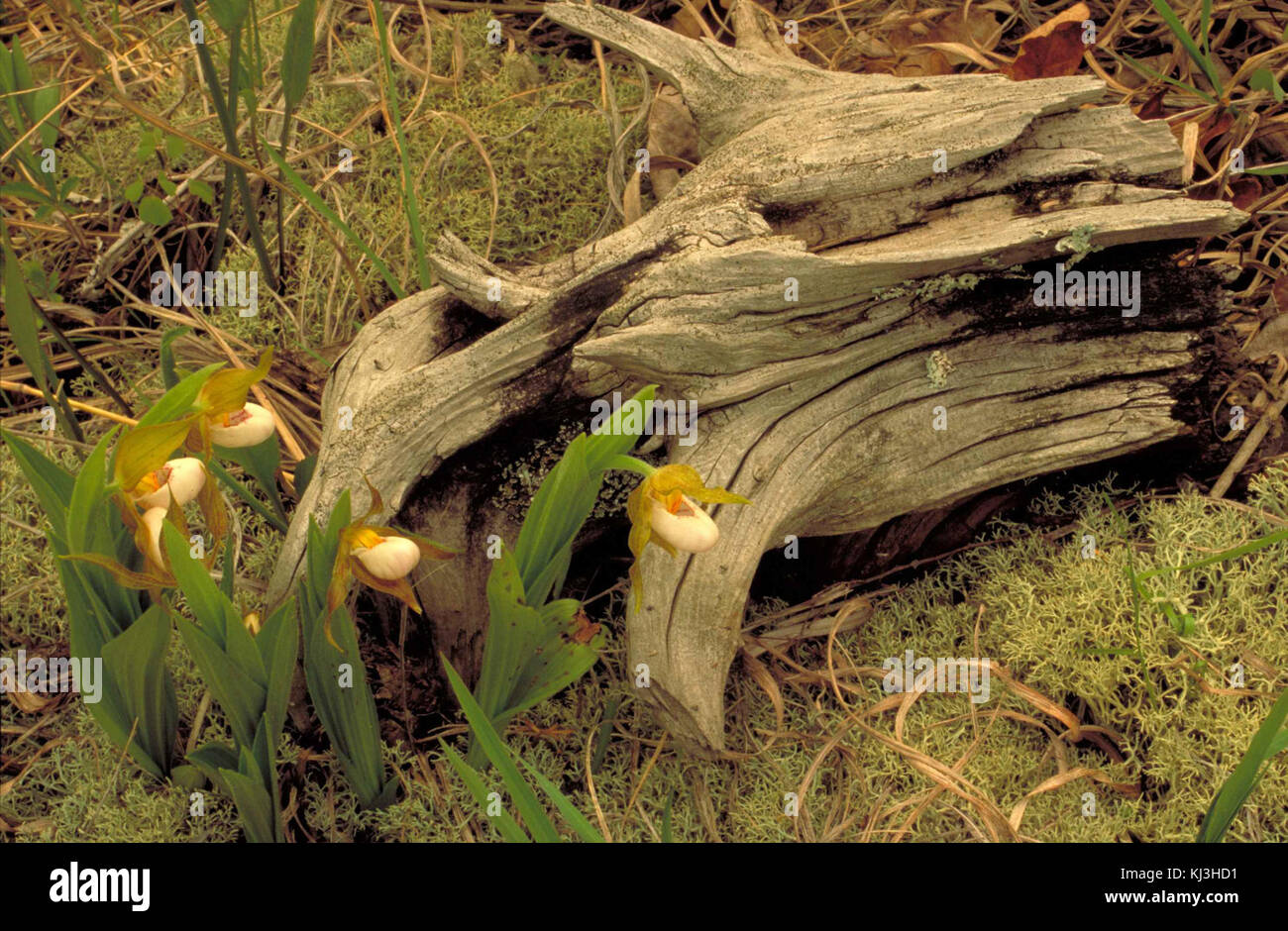 Weiß auffällige ladys Slipper orchid blossoms Cypripedium candidum Stockfoto