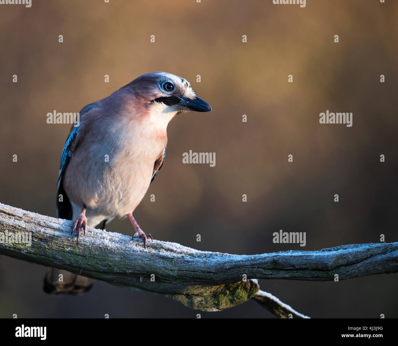 Ein Eichelhäher (Garrulus glandarius) auf Frost bedeckt Zweig thront, Lincolnshire Stockfoto