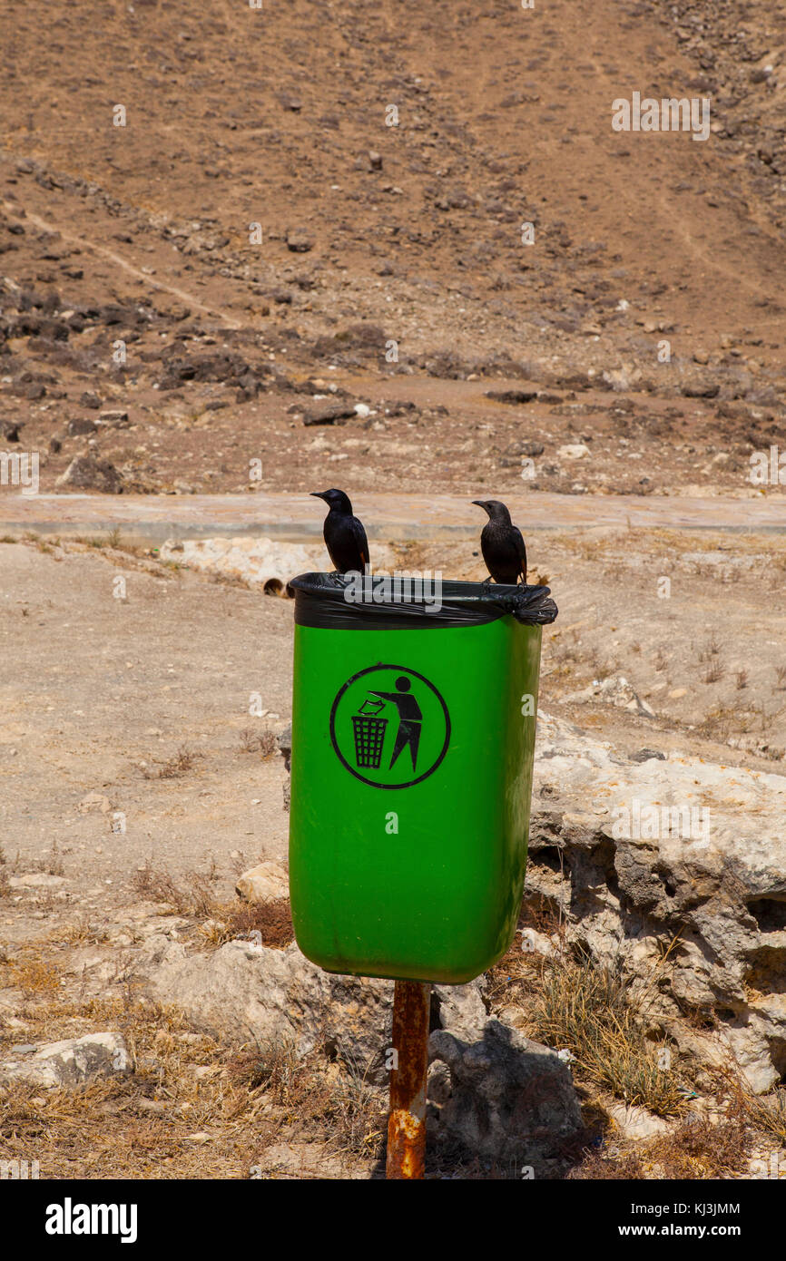 Grüne öffentliche Mülleimer und zwei schwarze Vögel auf der Seite des Signalweges in al mughsayl Strand. dhofar, Oman. Stockfoto