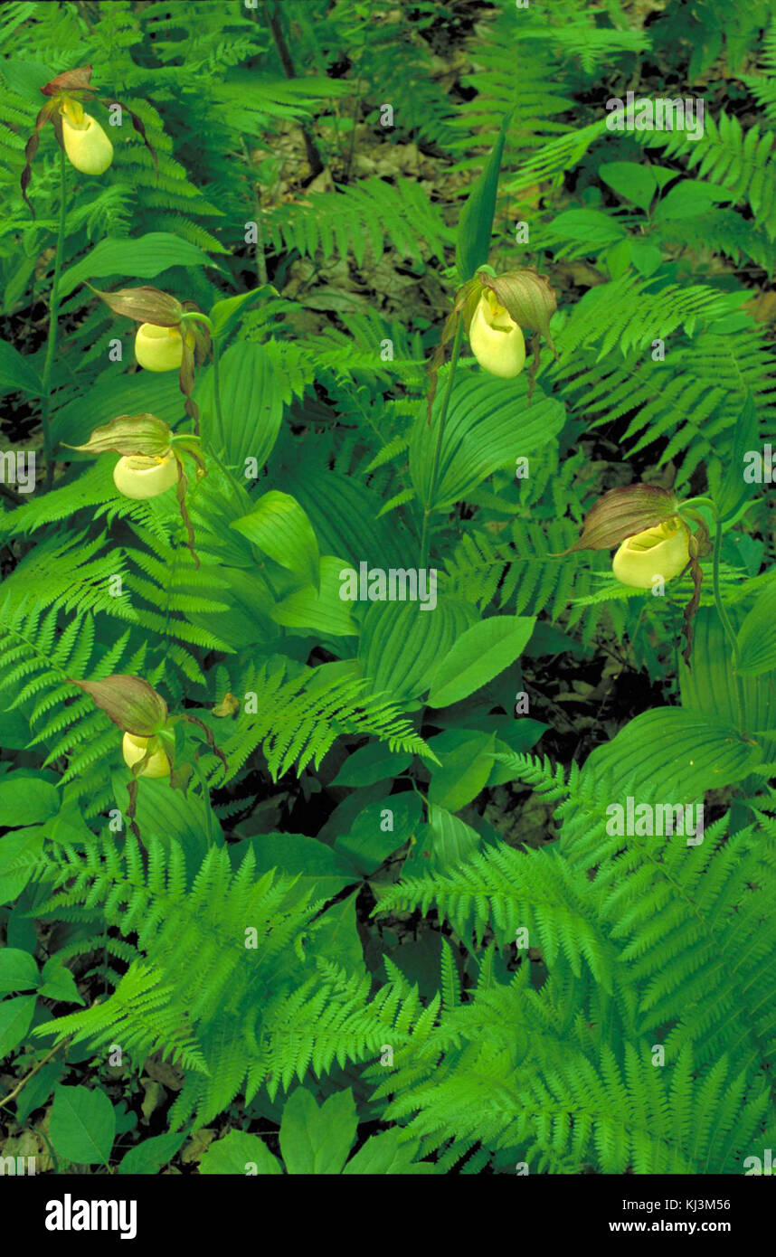 Gelbe orchidee Blüten auf Pflanzen in hellem Grün Farne Stockfoto