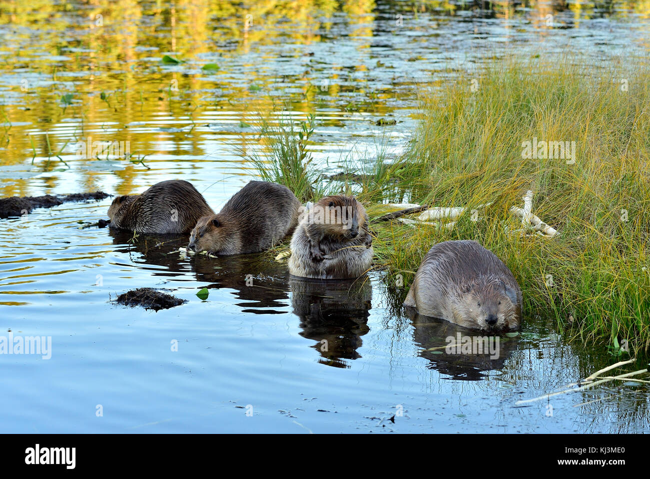 Eine Familie von wilden Biber (Kanada; Canadensis); spielen und Fütterung am Ufer des Maxwell See in Hinton Alberta, Kanada. Stockfoto