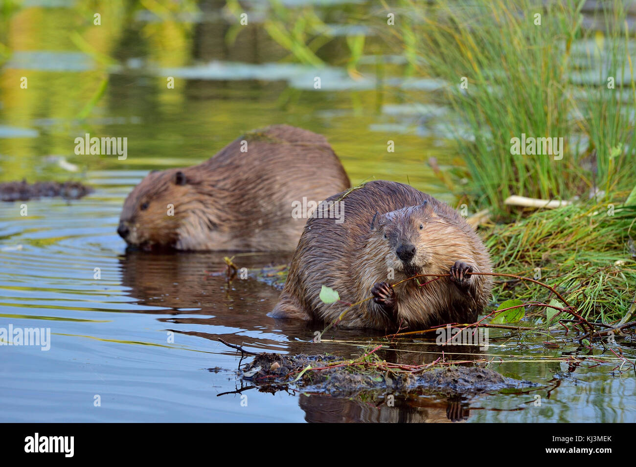 Wilden Biber (Castor Canadensis); Fütterung auf Aspen Zweige am Strand von Maxwell See in Hinton Alberta, Kanada. Stockfoto