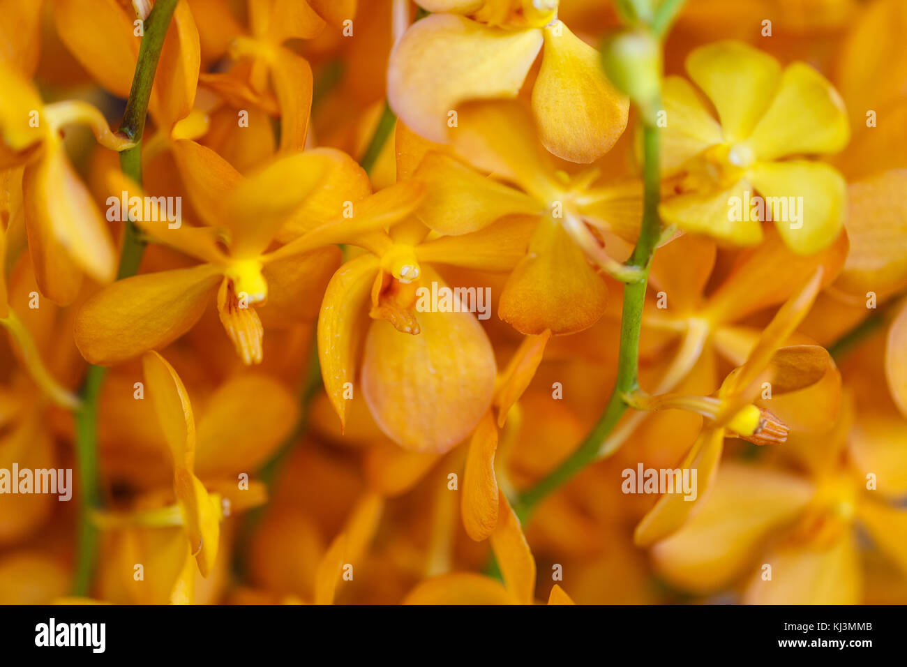 Schöne gelbe Orchideen Stockfoto
