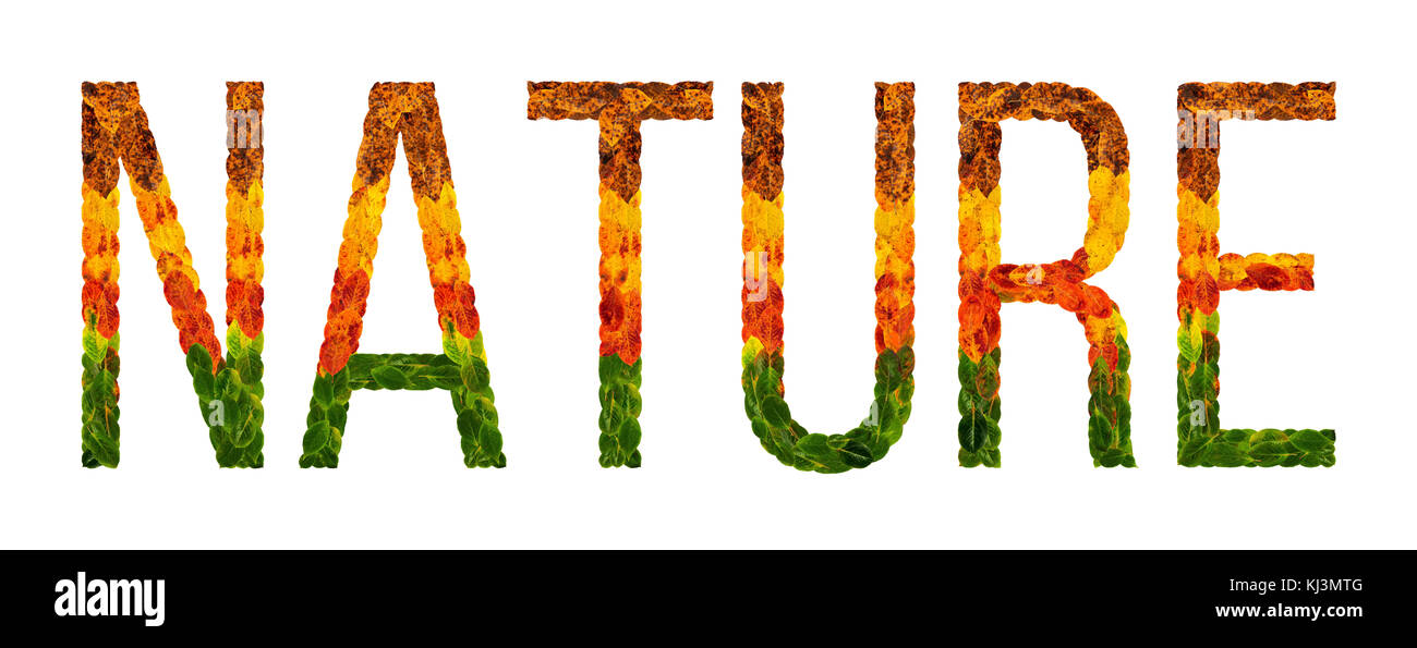 Wort Natur mit Blätter weiß isoliert Hintergrund geschrieben, Banner für Drucken, kreative Darstellung von farbigen Blättern. Stockfoto
