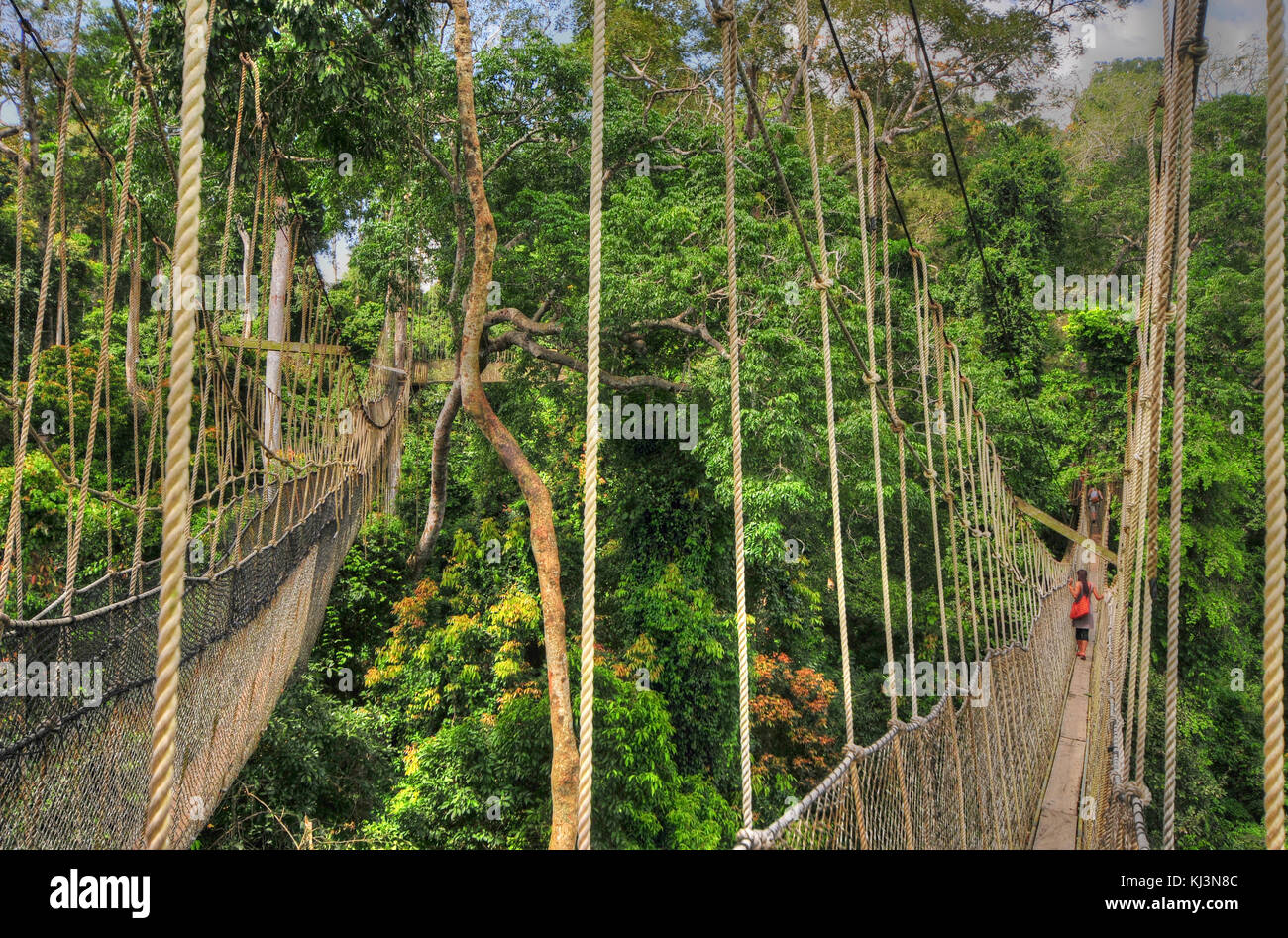Canopy Walkway im Kakum National Park. Ein 375 Quadrat km National Park