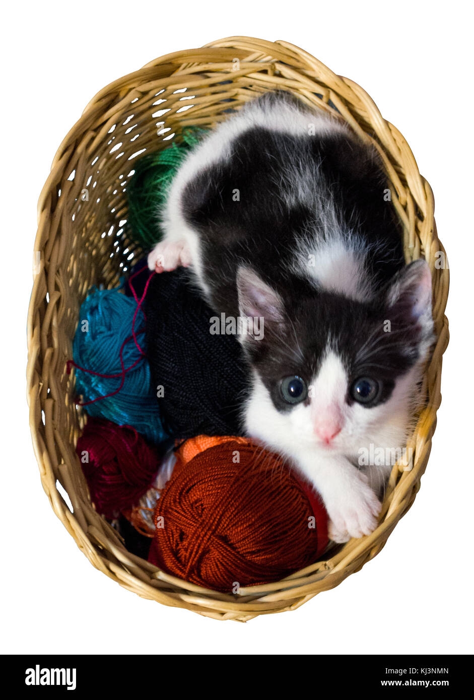 Kitty liegt auf bunten Ball der Wolle im Korb weißer Hintergrund Stockfoto
