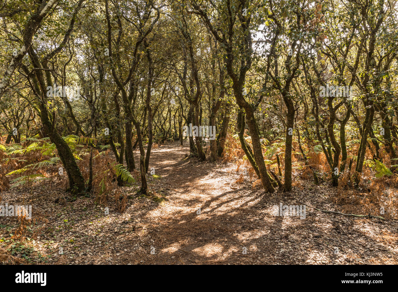 Saint-jean Wood im Château d'Olonne (Vendee, Frankreich) Stockfoto