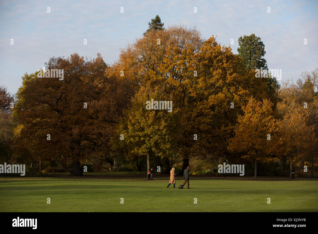 Atmosphärische herbst Abendlicht steigt über RHS Wisley Gardens Mitte November 2017, Surrey, England, Vereinigtes Königreich Stockfoto