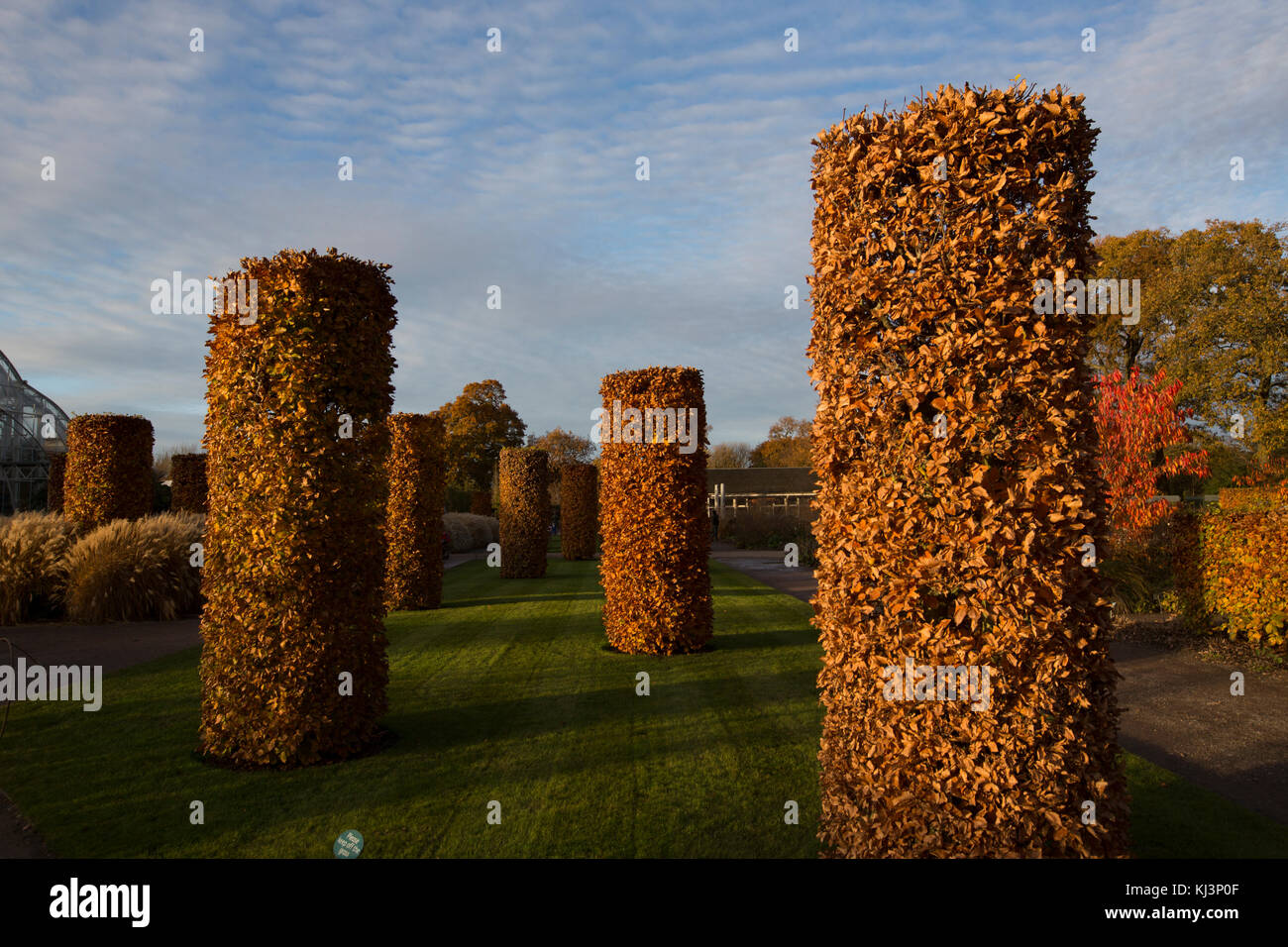 Atmosphärische herbst Abendlicht steigt über RHS Wisley Gardens Mitte November 2017, Surrey, England, Vereinigtes Königreich Stockfoto