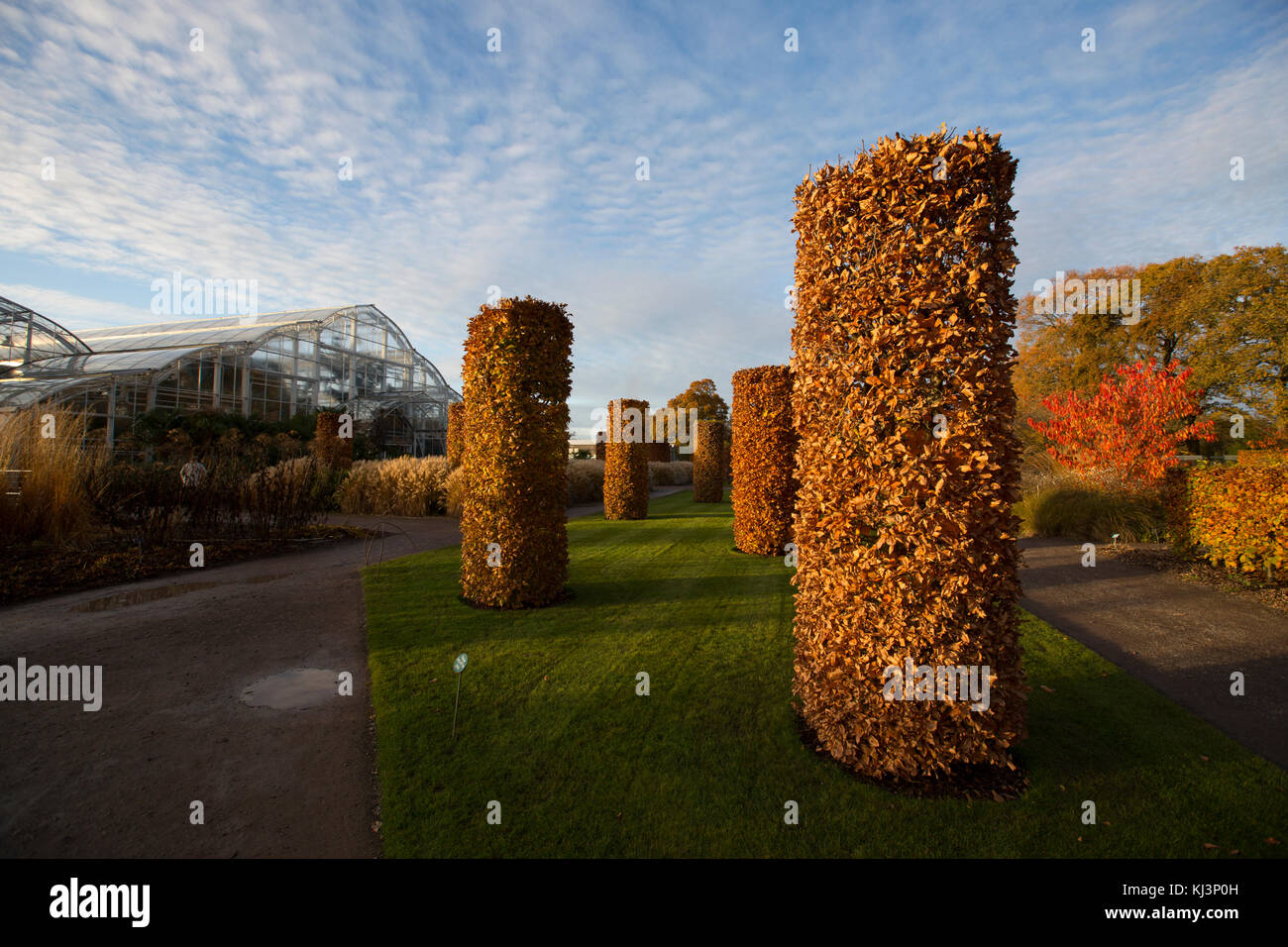 Atmosphärische herbst Abendlicht steigt über RHS Wisley Gardens Mitte November 2017, Surrey, England, Vereinigtes Königreich Stockfoto