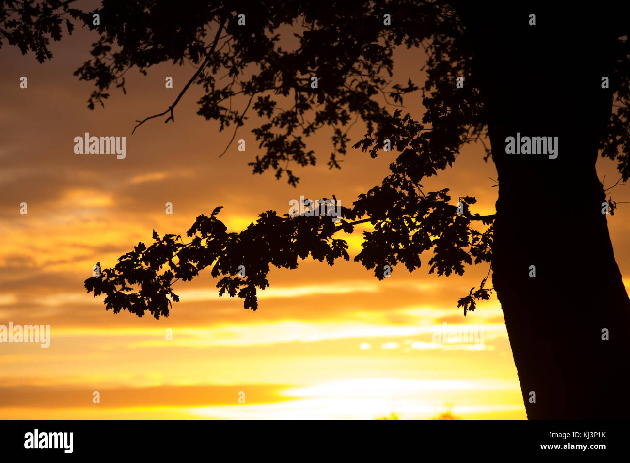 Atmosphärische herbst Abendlicht steigt über RHS Wisley Gardens Mitte November 2017, Surrey, England, Vereinigtes Königreich Stockfoto