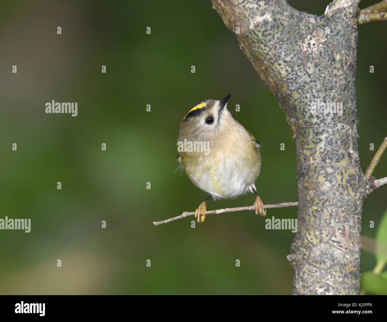 - Goldcrest regulus Regulus Stockfoto