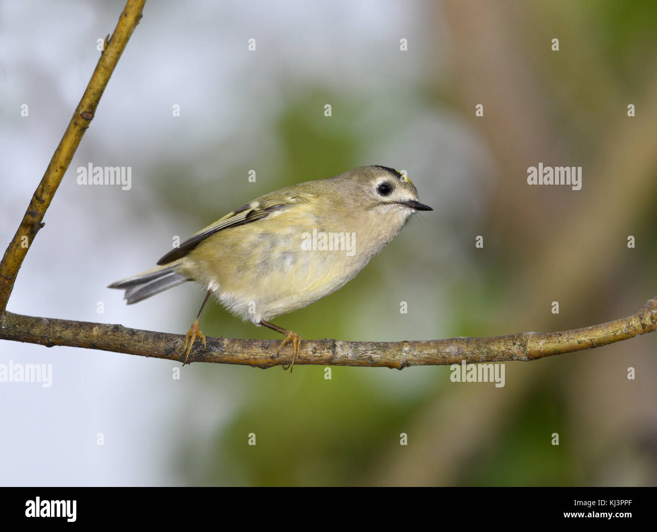 - Goldcrest regulus Regulus Stockfoto