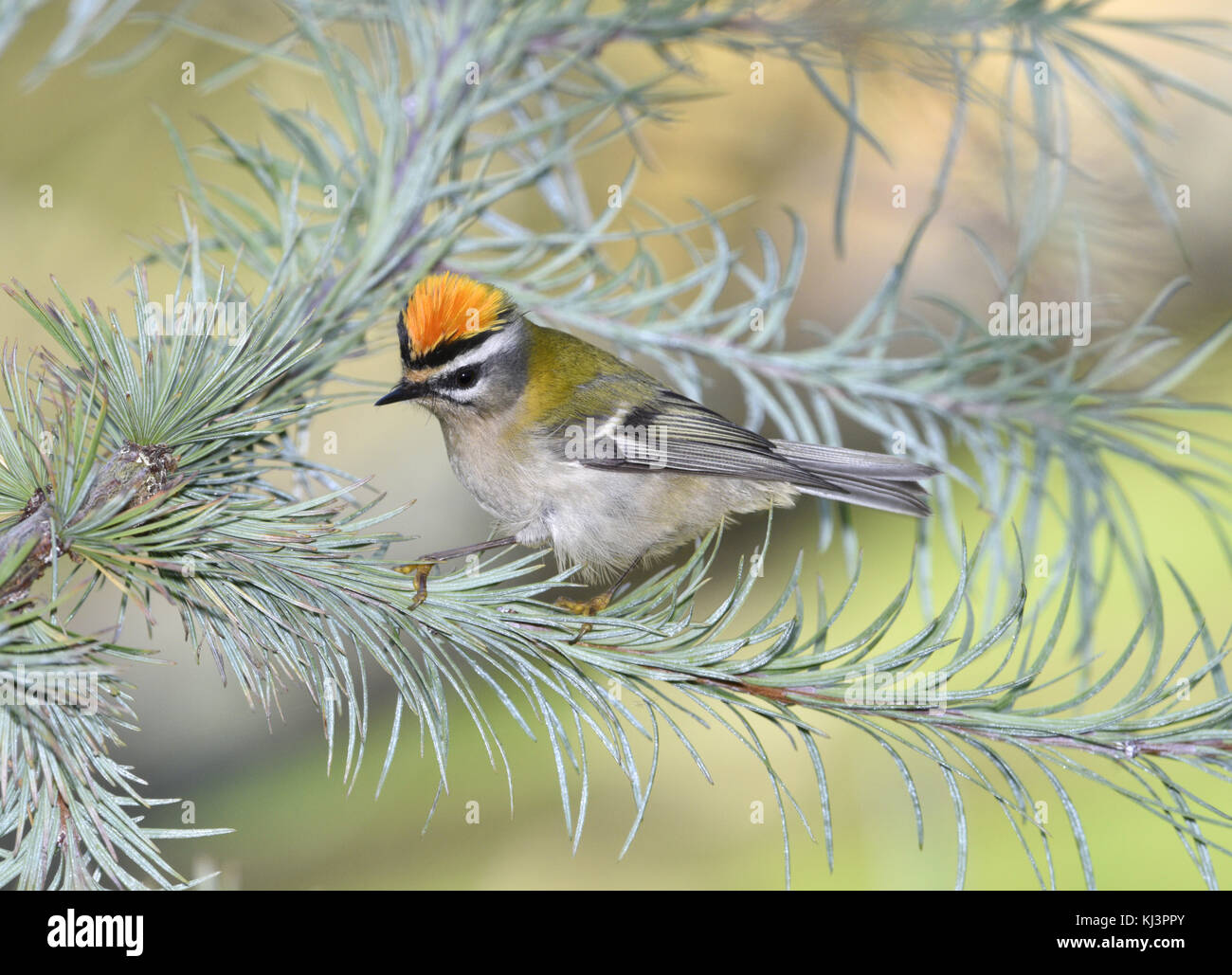 Firecrest - Regulus ignicapillus Stockfoto