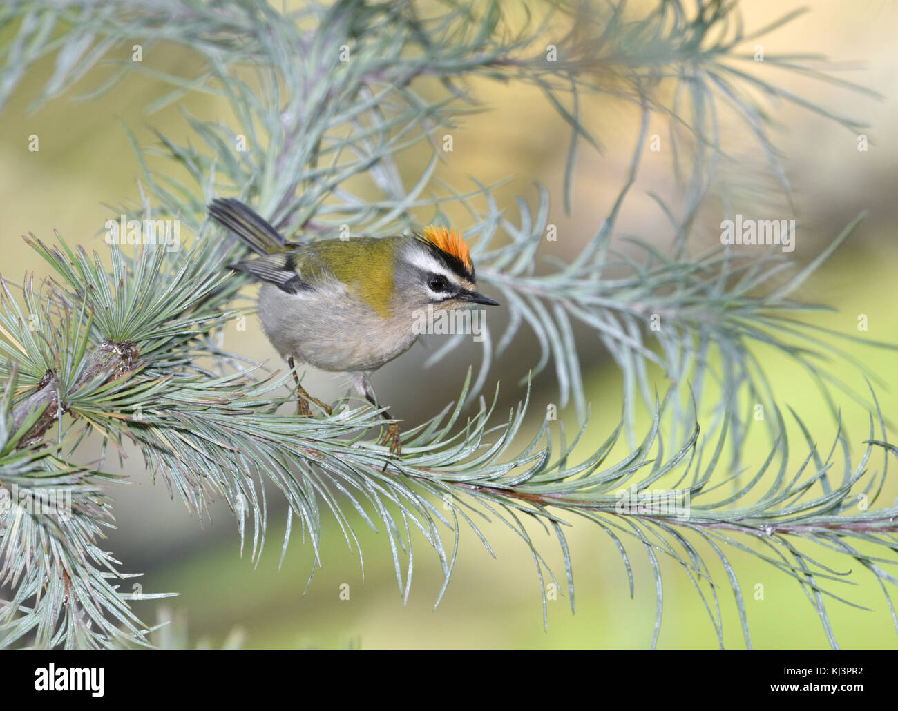 Firecrest - Regulus ignicapillus Stockfoto