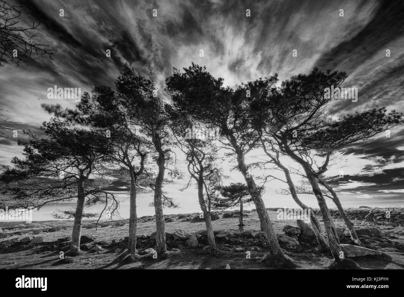 Pinien auf buckland common Dartmoor. Stockfoto