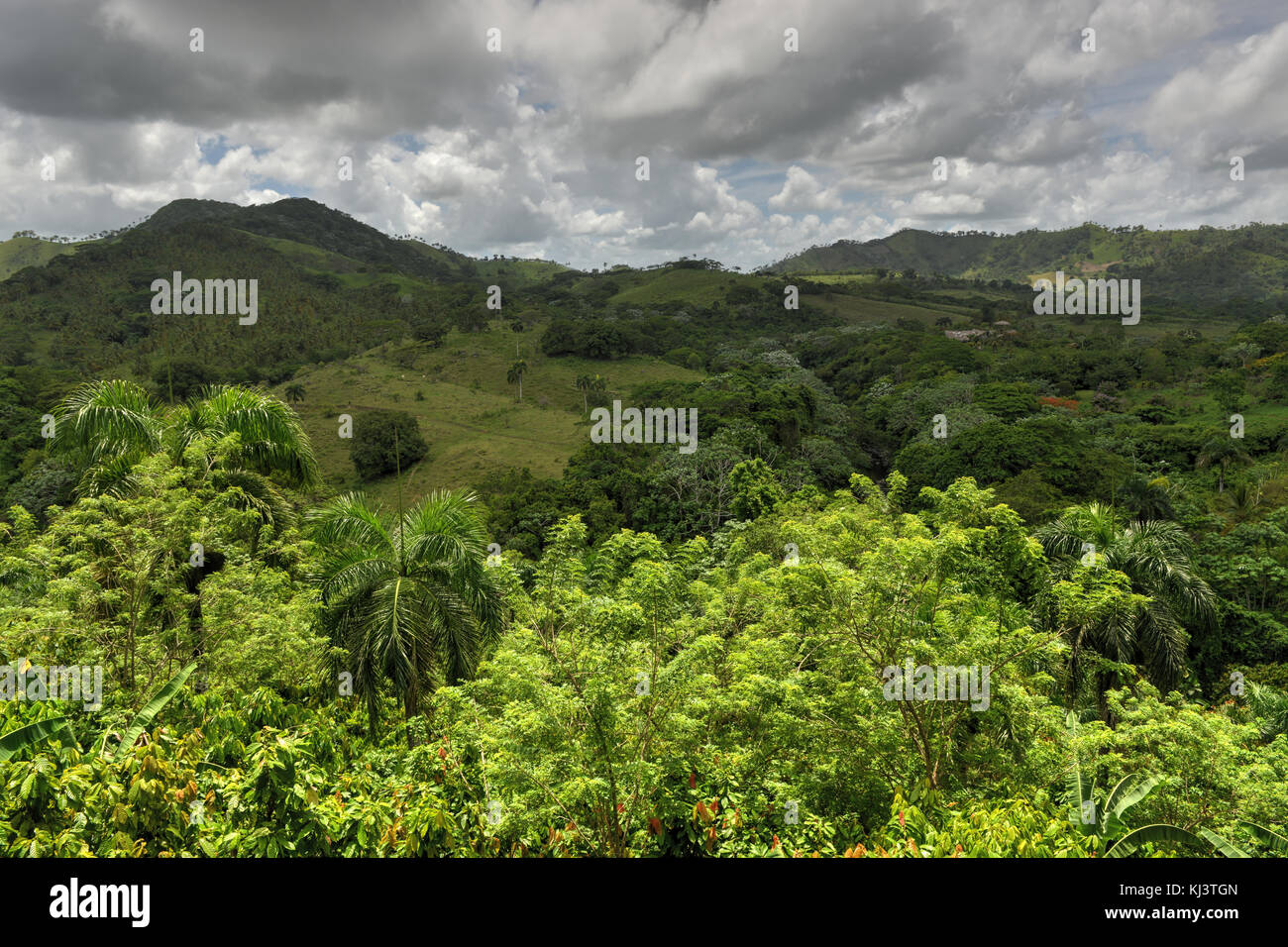 Tropischen Wald von Altagracia Provinz der Dominikanischen Republik. Stockfoto
