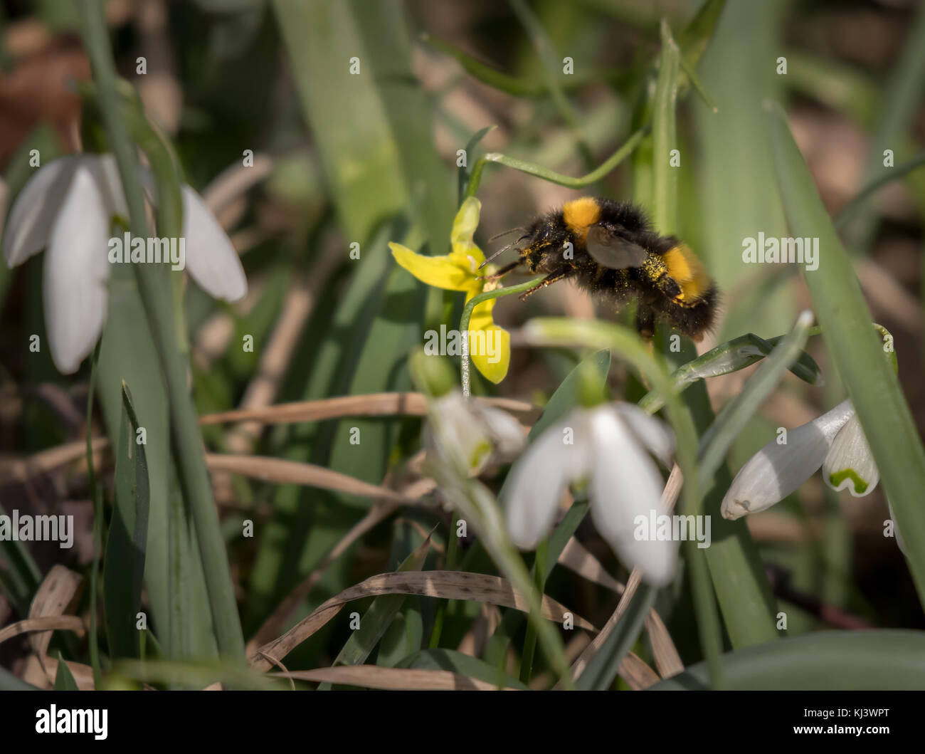Eine Hummel, eine gelbe Blume im Frühling, Wald Stockfoto