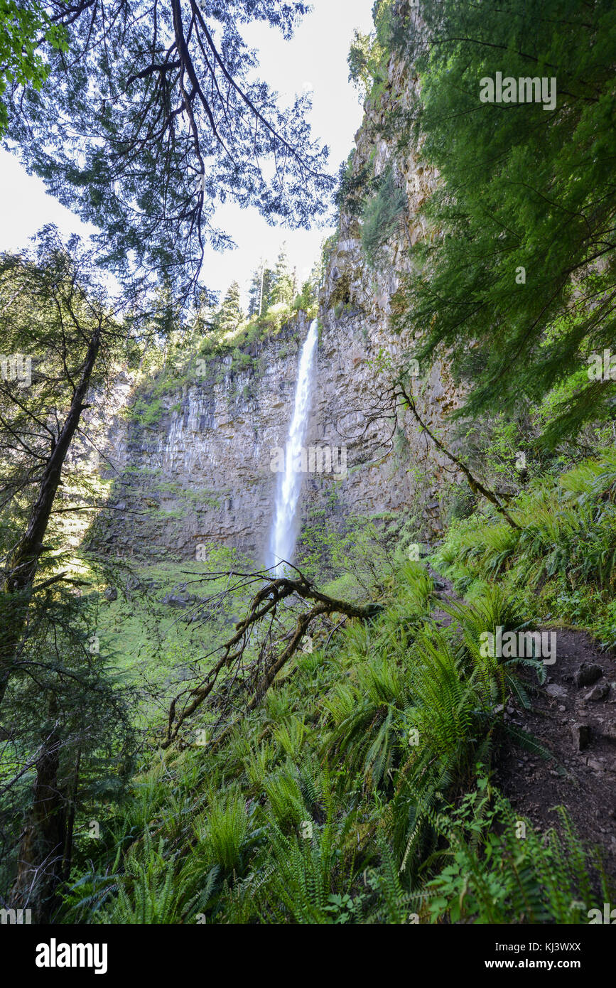 Watson fällt im Norden Umpqua River basin. Einer der höchsten Wasserfälle in Oregon, Watson fällt stürzt 272 Meter in die Moosbedeckten base. Stockfoto