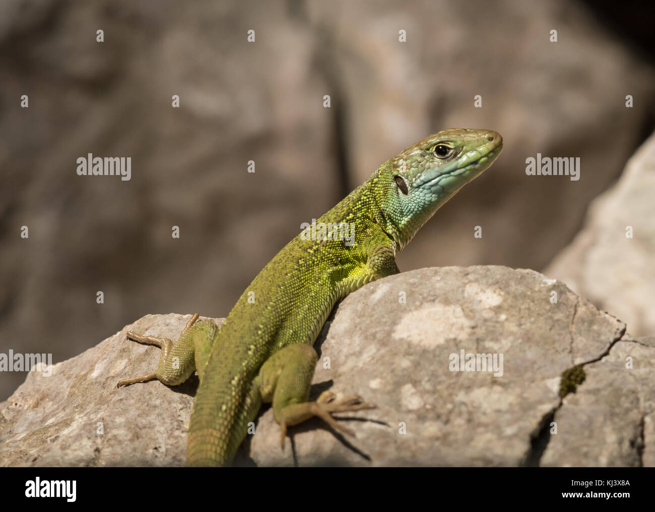 Porträt einer grüne Eidechse Erholung in der Sonne, Kroatien Stockfoto