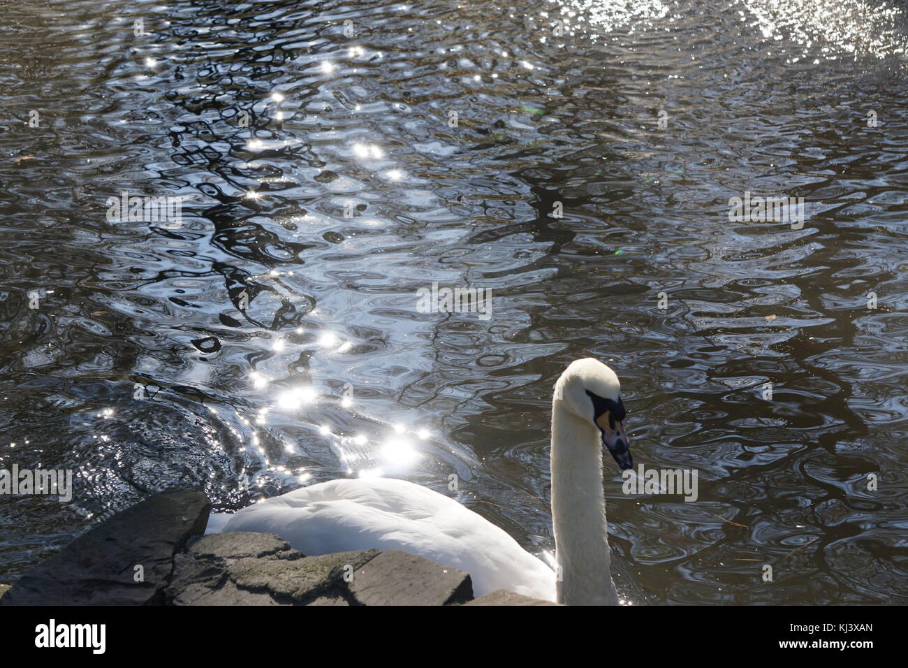 Schwan im Wasser am Bear Mountain State Park in New York Stockfoto