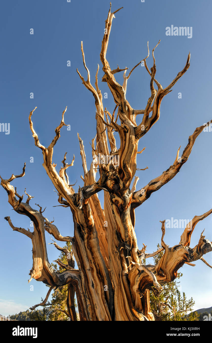 Ancient bristlecone Pine Forest - Ein geschützter Bereich hoch in den weißen Bergen im Inyo County in Kalifornien. Stockfoto