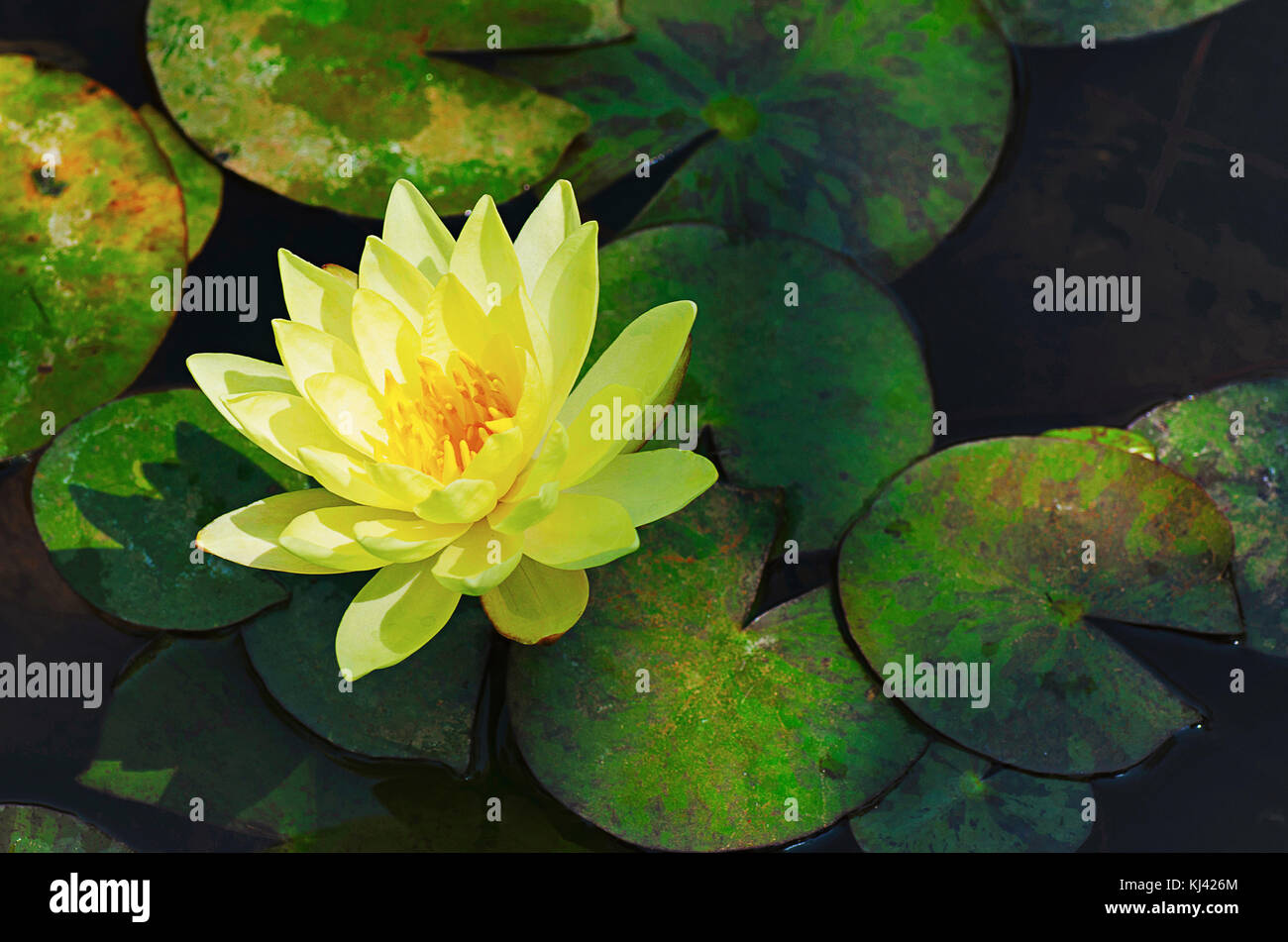 Gelbe Lotus Blüte mit grünen Blättern im Hintergrund in einem künstlichen Teich, Pune, Maharashtra, Indien Stockfoto