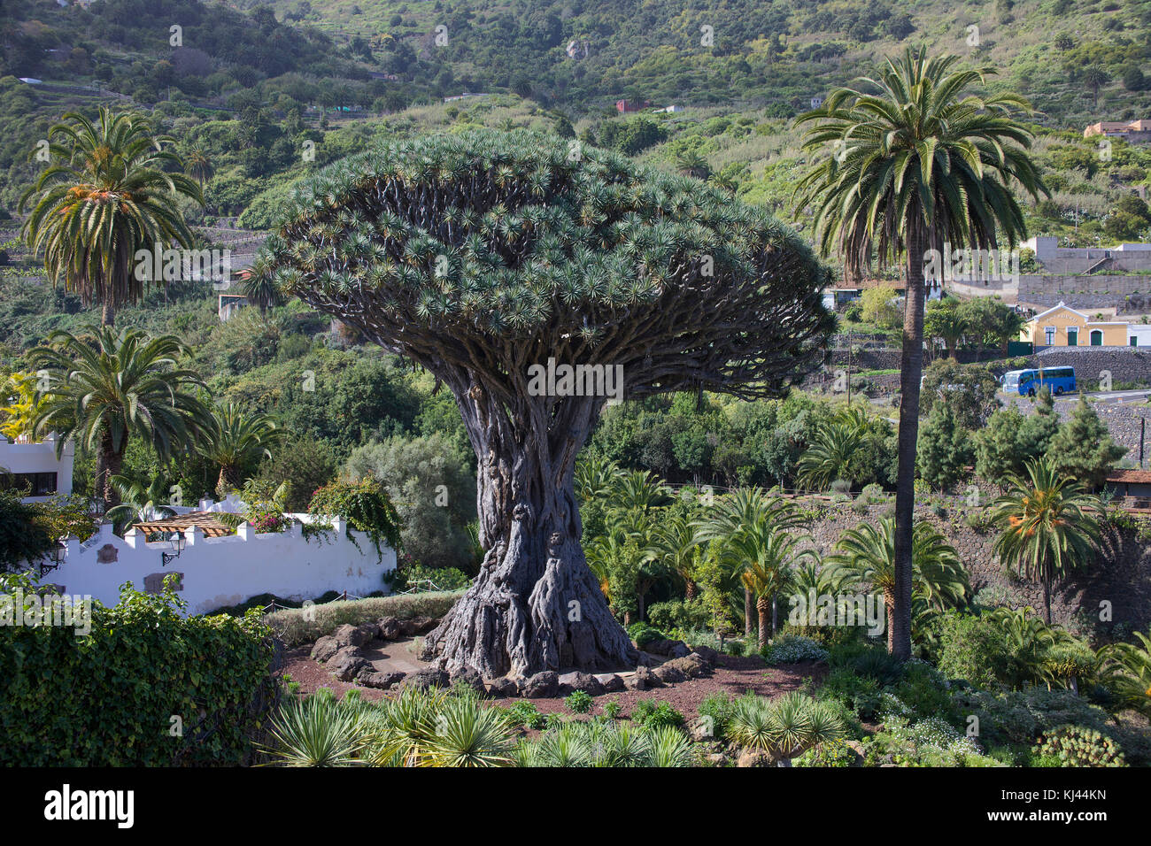 Drago milenario, der bekannteste Drachenbaum (Dracaena Draco) auf den Kanarischen Inseln, 400 Jahre alt, im Dorf Icod de los Vinos, Teneriffa Inseln Stockfoto