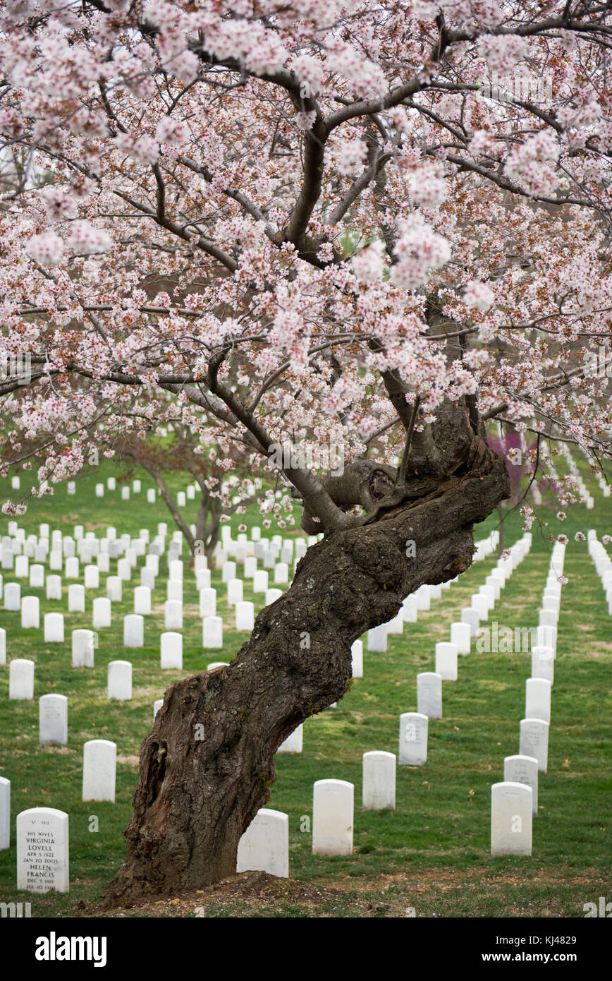 Frühling in den nationalen Friedhof von Arlington 2017 (33757067645) Stockfoto