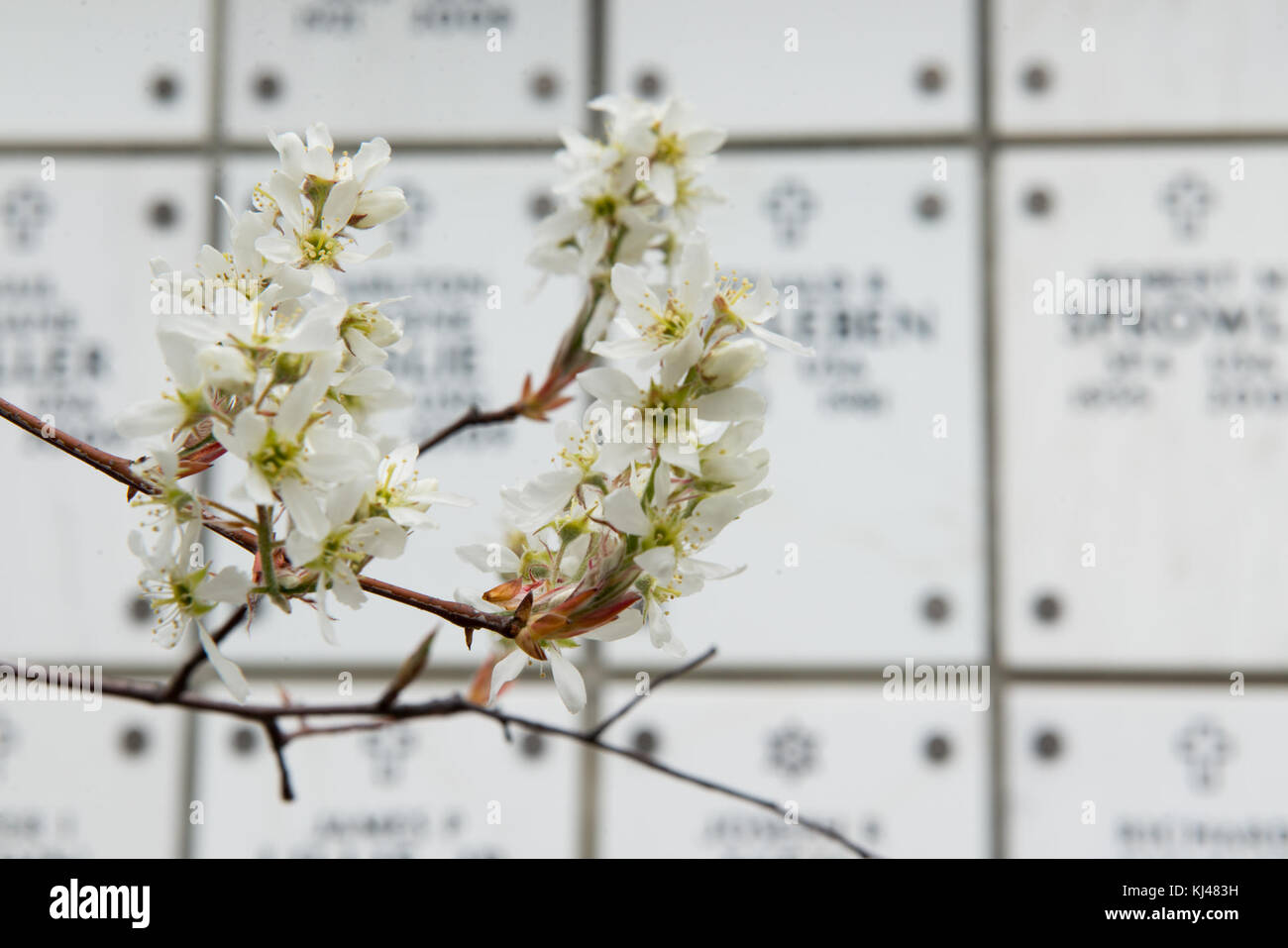Dieses Foto vom Arlington National Cemetery aus dem Jahr 2017 fängt die ruhige Frühlingsatmosphäre ein. Sie hebt das weite Gelände des Friedhofs hervor und spiegelt die Ehrfurcht und historische Bedeutung des Ortes wider. Stockfoto