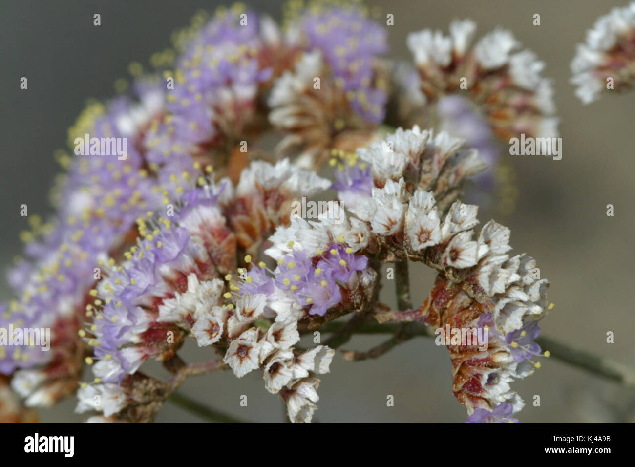 Ein historisches Foto einer Tankstelle mit dem Titel „Bildtankstelle 1 067“. Das Bild zeigt eine Momentaufnahme von Tankstellen aus der Mitte des 20. Jahrhunderts und ihrer Rolle in der wachsenden Automobilbranche. Stockfoto