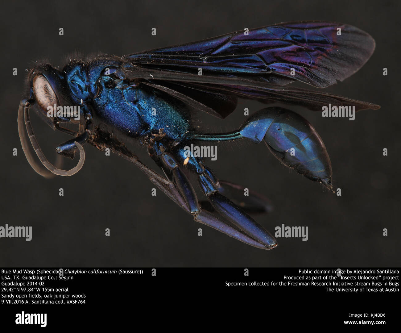 Blaue Schlamm Wasp (Sphecidae, Chalybion californicum (Saussure)) (35961474770) Stockfoto