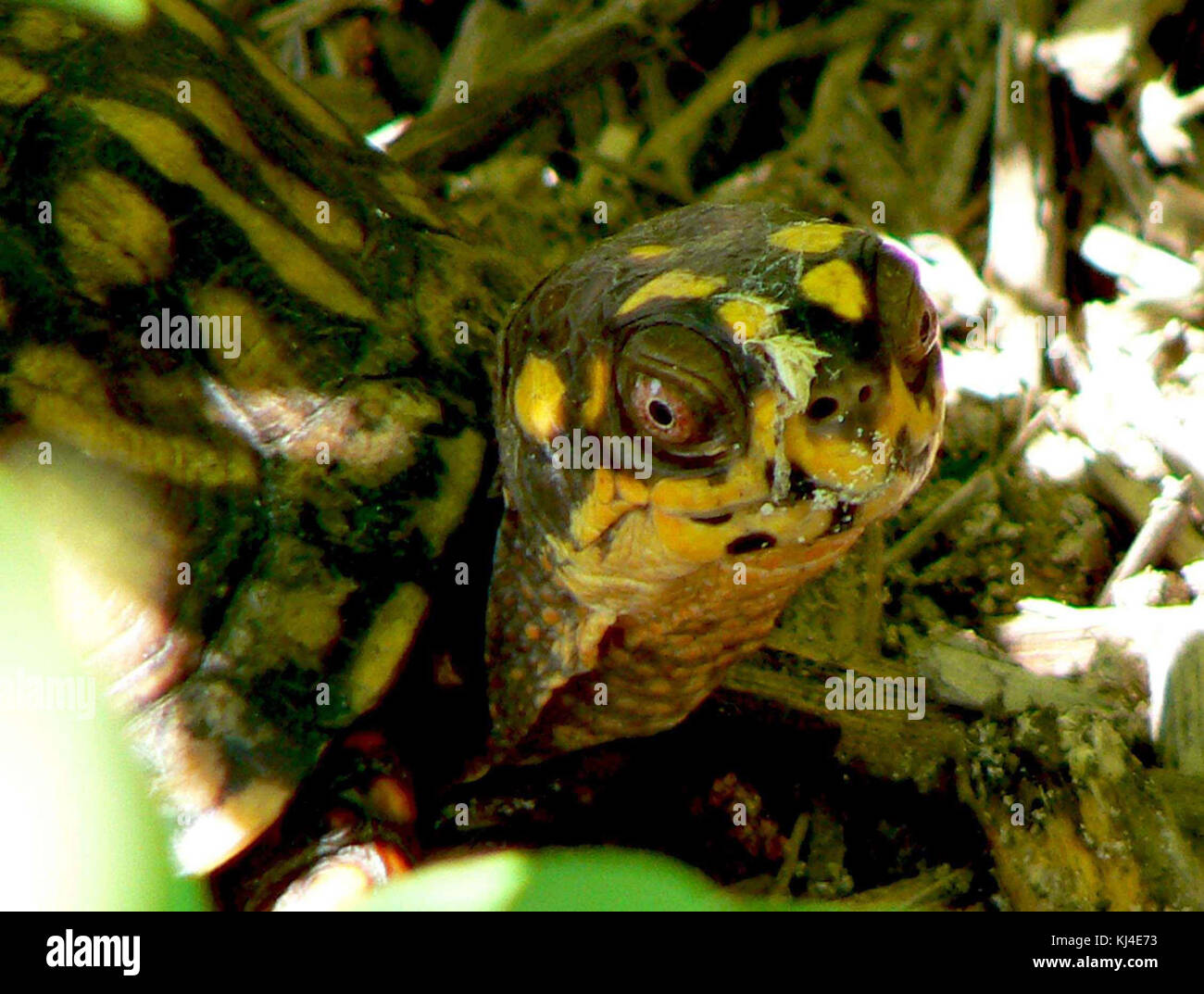 Box turtle Kopf terrapene Carolina Stockfoto