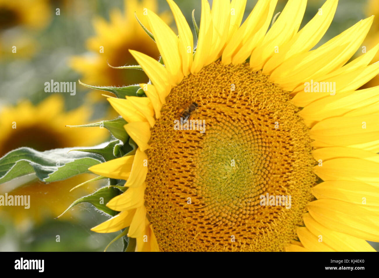 Bildtankstelle 1 037 Stockfoto