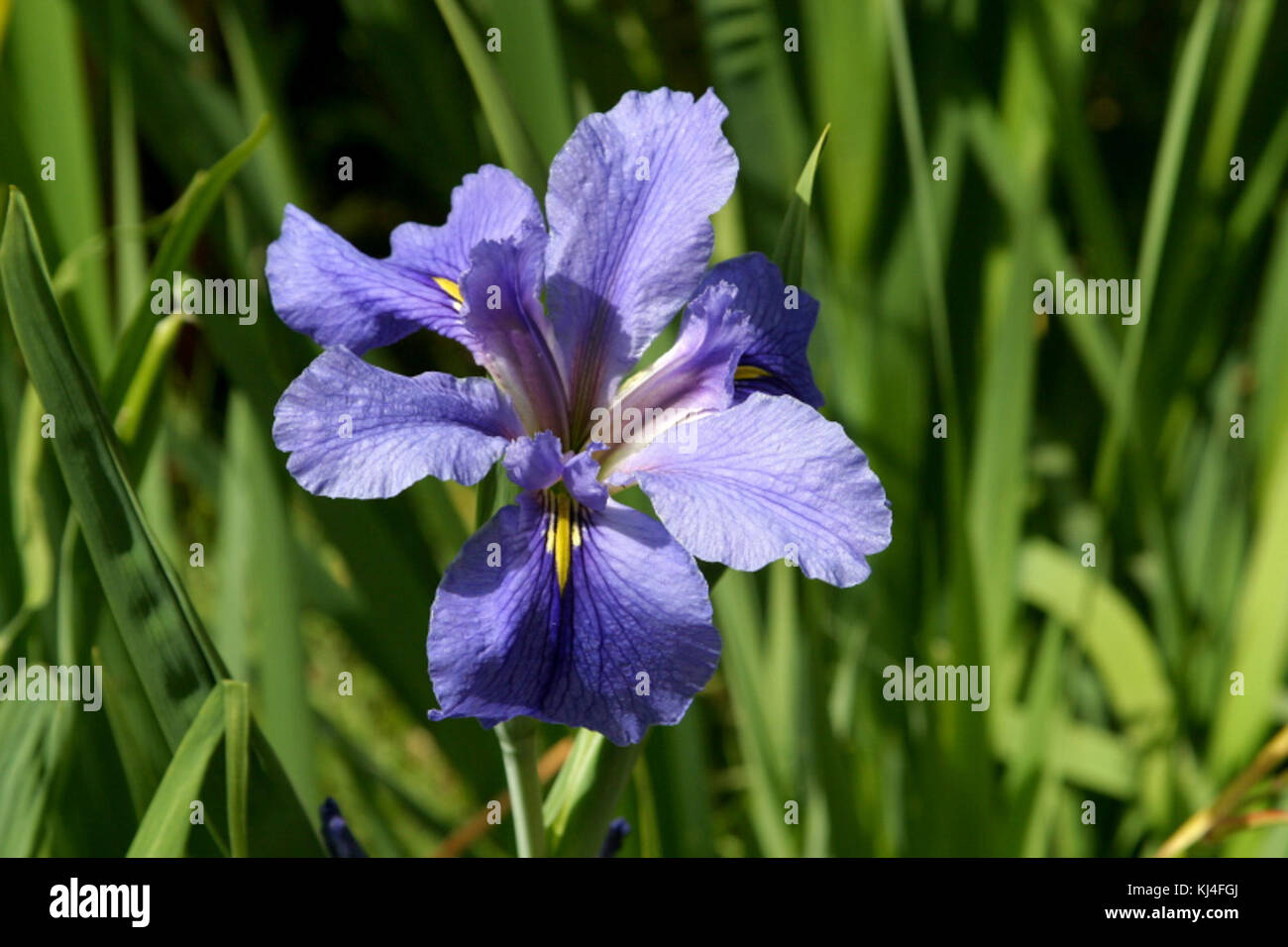 Dieses Bild, wahrscheinlich aus dem frühen 20. Jahrhundert, zeigt eine Bildtankstelle, eine historische Tankstelle in Deutschland. Das Bild spiegelt die frühe Automobilinfrastruktur und die Entwicklung von Tankstellen wider. Stockfoto