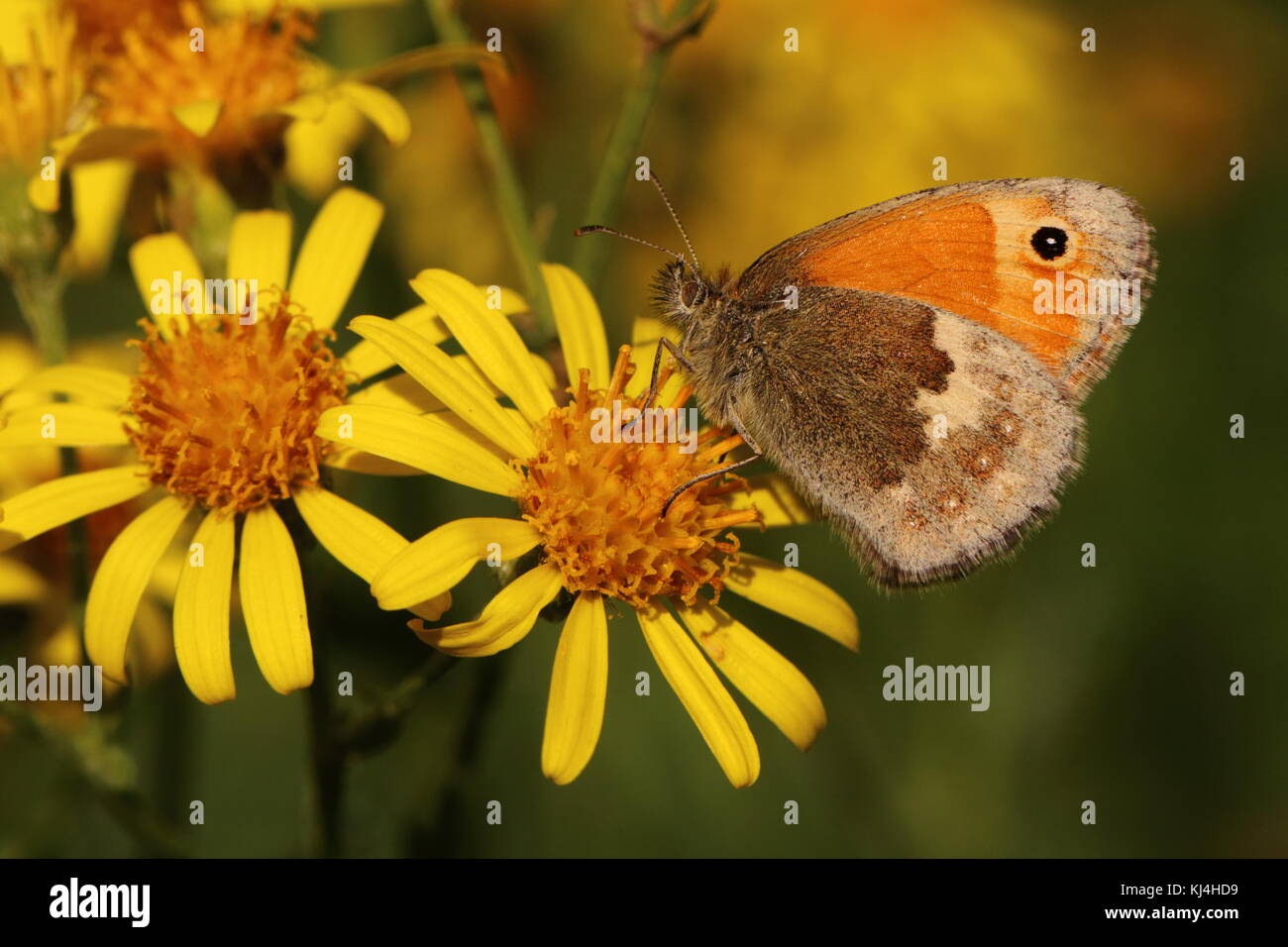 Klein-Heide-Schmetterlings-Nektaring auf Ragwort Stockfoto