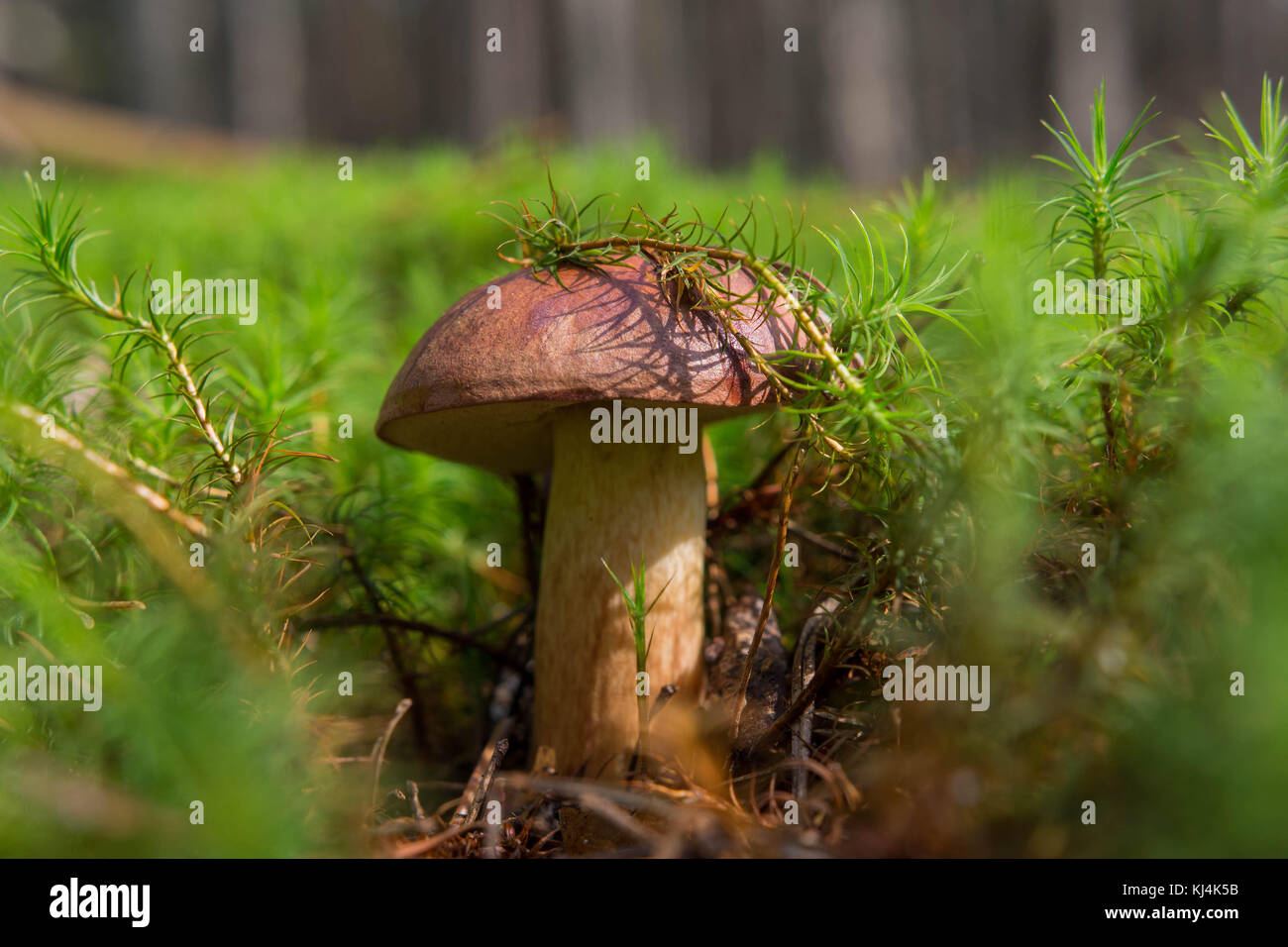 Pilz im Moos im Wald Stockfoto