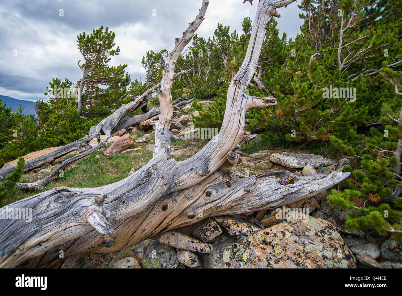 Protze oder Rocky Mountain White Pine (Pinus Flexilis), subapline Zone der Rocky Mountain NP, Colorado, USA von Bruce Montagne/Dembinsky Foto Assoc Stockfoto