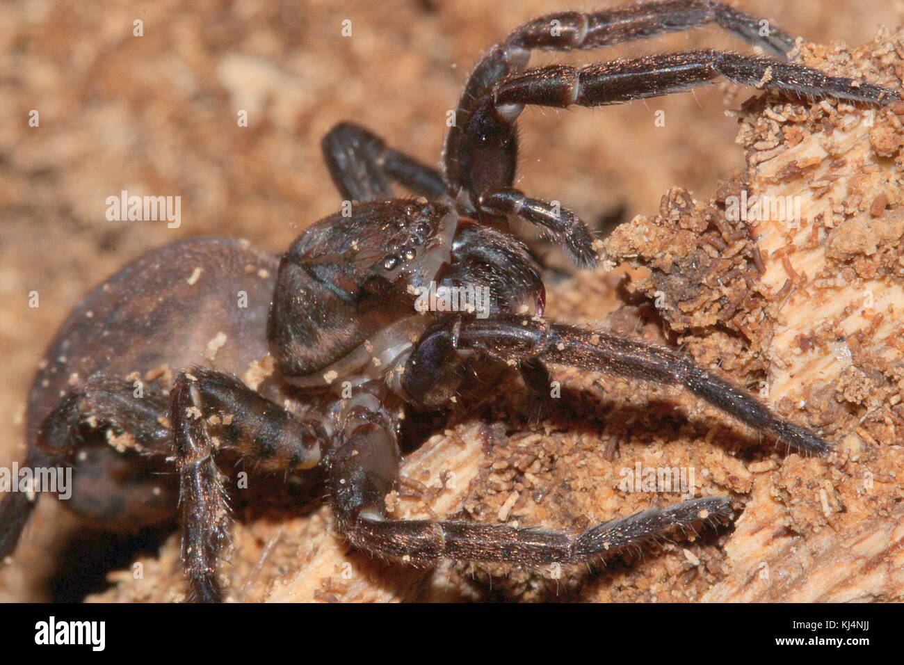 Tunnel-Web-spider Stockfoto