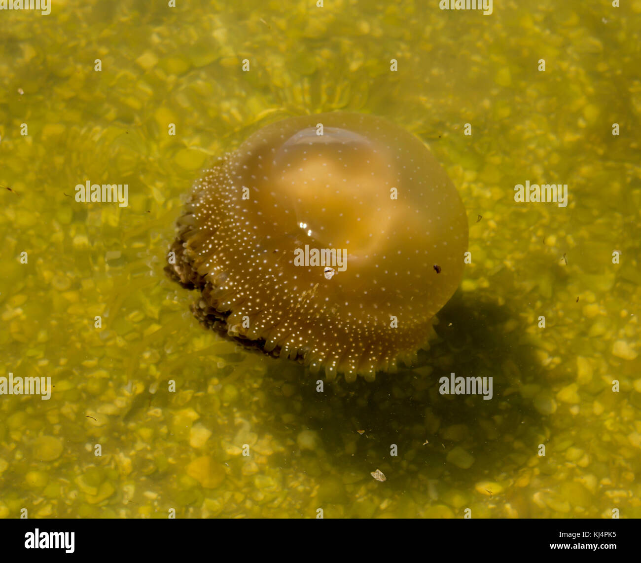 Braune Quallen (Phyllorhiza punctata) mit dinoflagellaten Alga unter Schwimmen in Swan River Perth Western Australia an einem feuchten heißen Nachmittag. Stockfoto