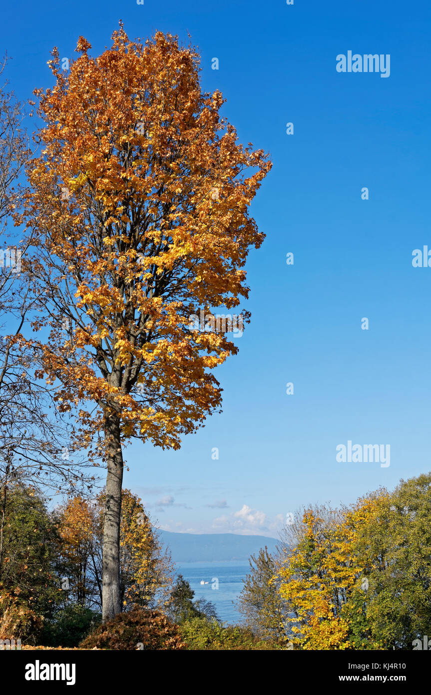 Big leaf Maple Tree mit Falllaub mit Burrard Inlet und die Berge im Rücken, Vancouver, BC, Kanada Stockfoto