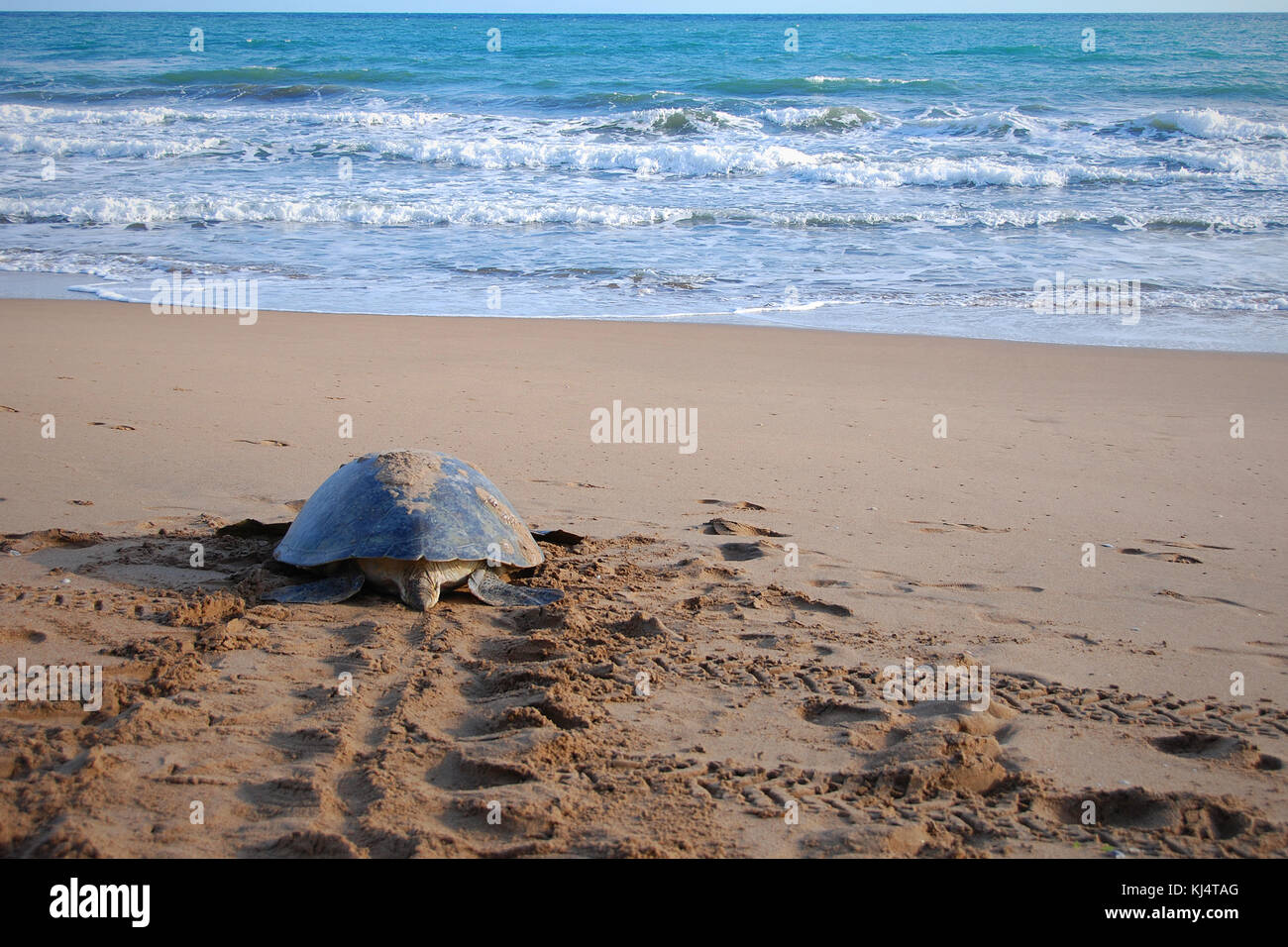 Suppenschildkröte (Chelonia mydas) Moore Park Beach, Queensland, Australien. Weibliche Schildkröten an Land kommen während der Brutzeit von November bis März. Stockfoto