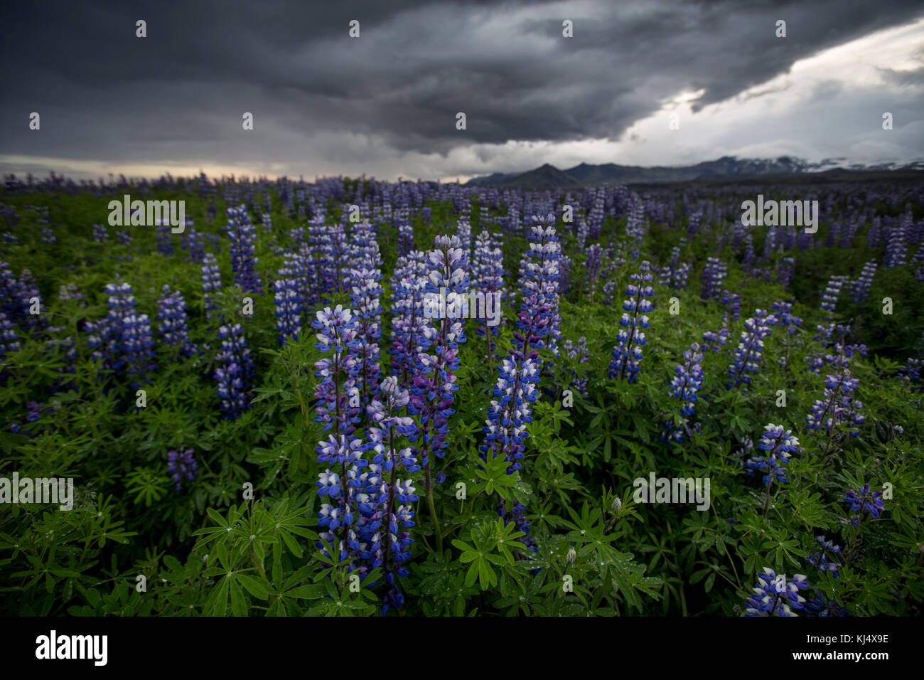 Alaska Lupin oder Lupine an der Südküste Islands Stockfoto