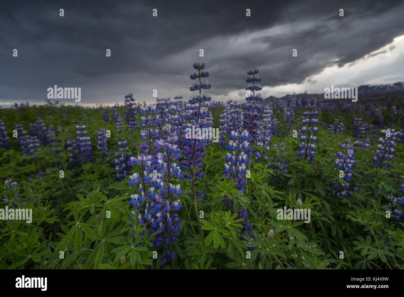 Alaska Lupin oder Lupine an der Südküste Islands Stockfoto