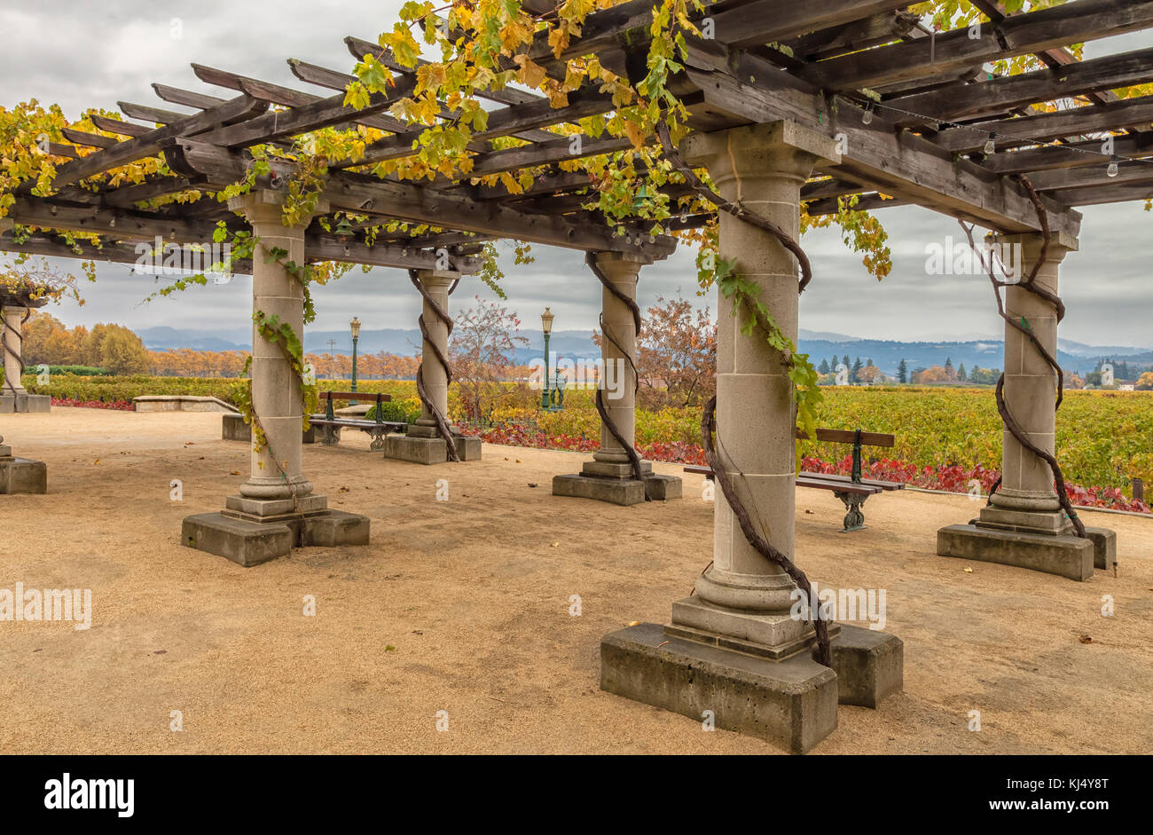 Struktur der Pergola mit Trauben Pflanzen dekoriert, und die Weinreben im  Hintergrund, Napa Valley Weinberg, California, United States  Stockfotografie - Alamy