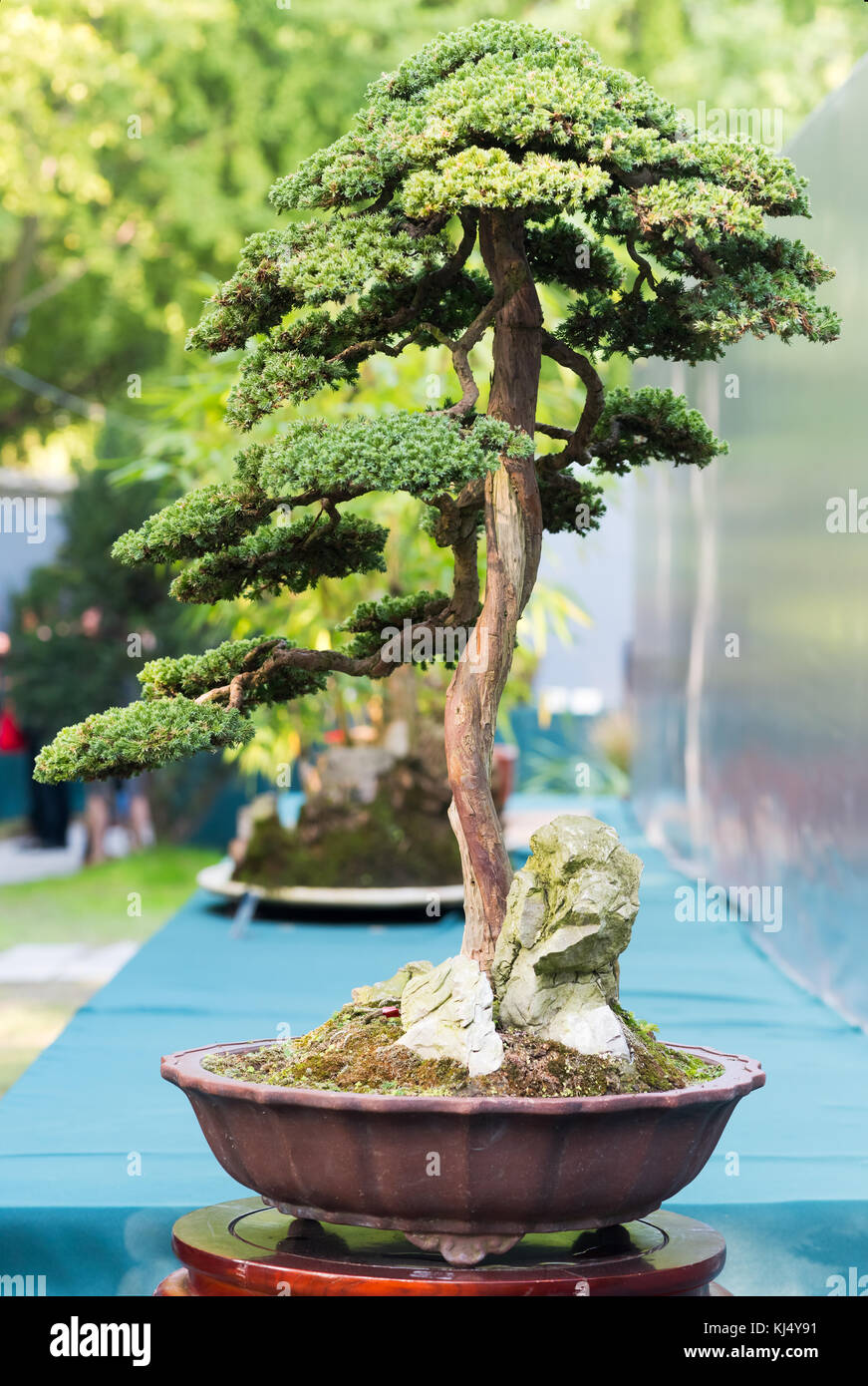 Bonsai Kiefer in einem Topf im Sonnenlicht Stockfotografie - Alamy