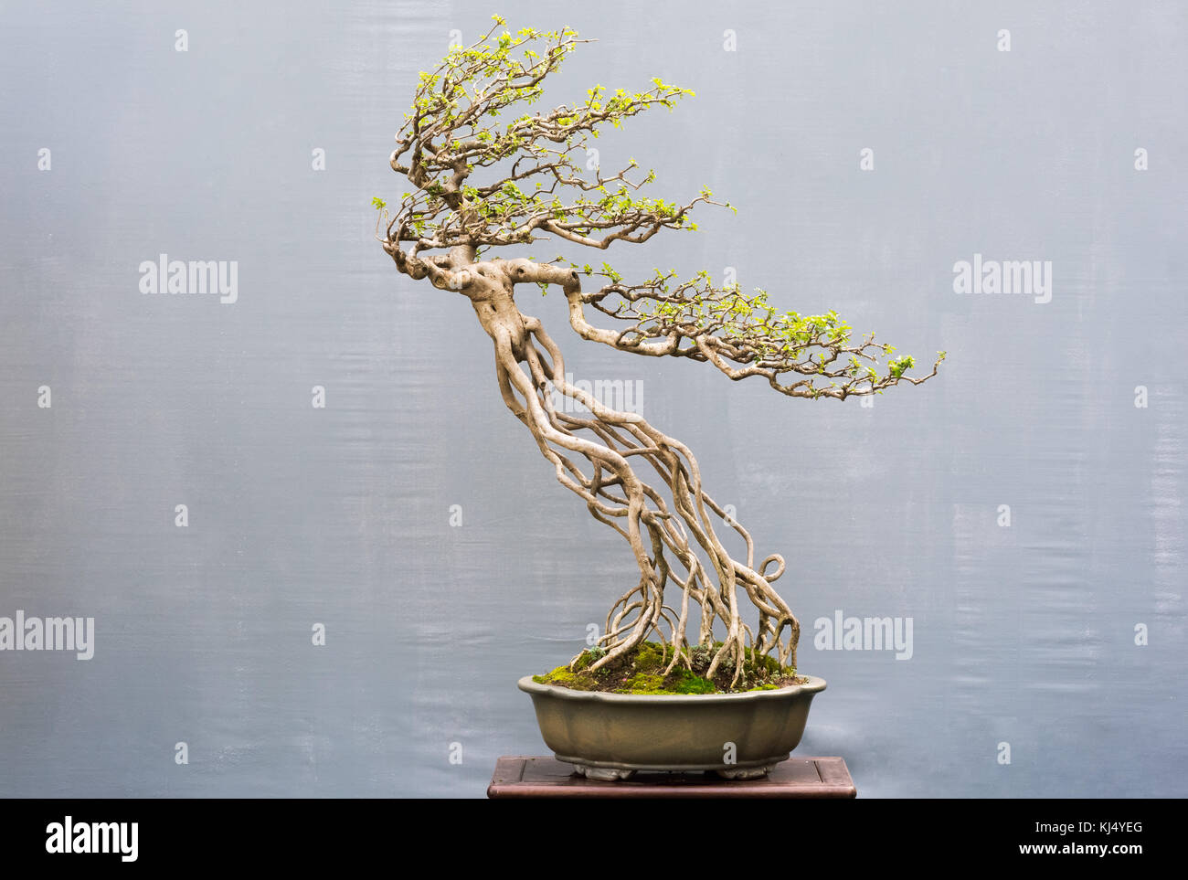 Bonsai ficus Baum gegen eine graue Wand, China Stockfoto
